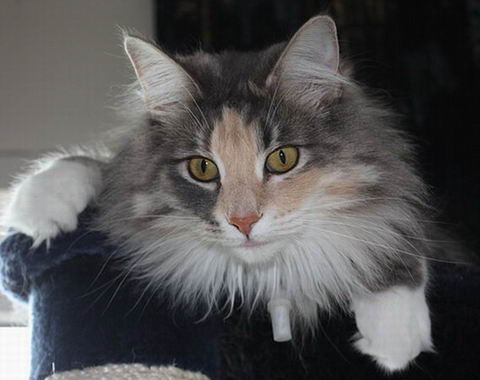 copyright: Karin Ortiz