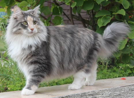 copyright: Karin Ortiz