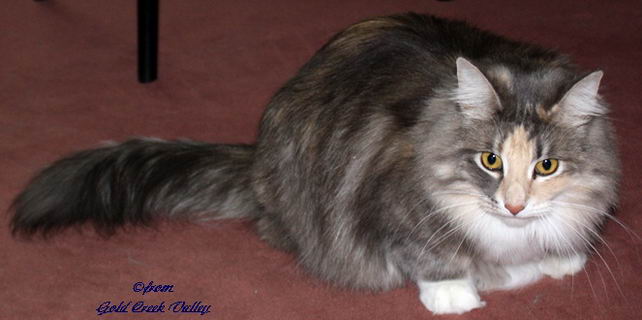 copyright: Karin Ortiz