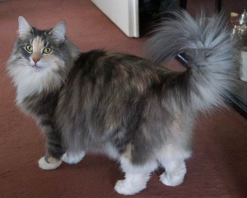 copyright: Karin Ortiz