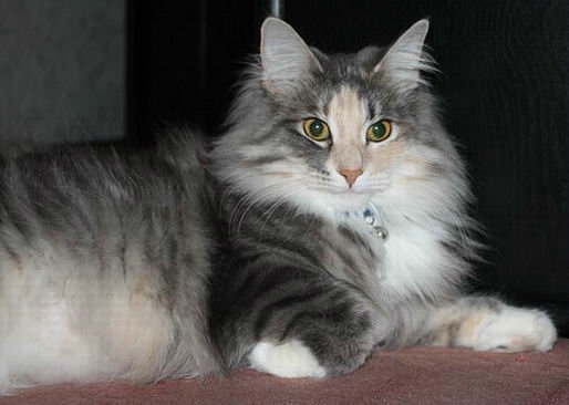 copyright: Karin Ortiz