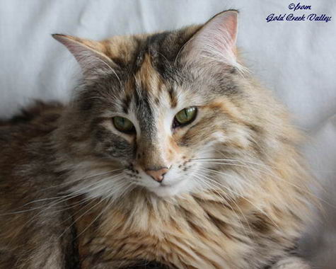 copyright: Karin Ortiz