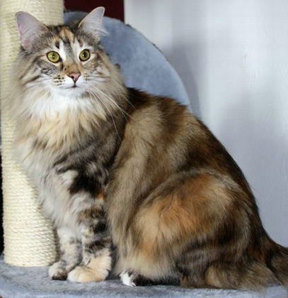 copyright: Karin Ortiz