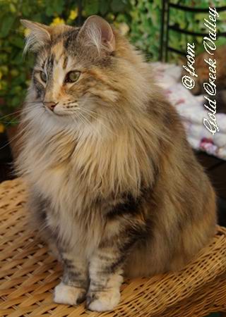 copyright: Karin Ortiz