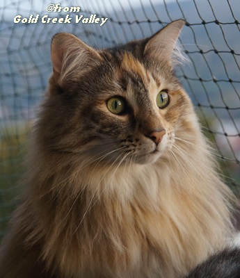 copyright: Karin Ortiz