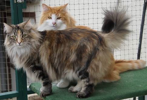 copyright: Karin Ortiz