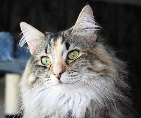 copyright: Karin Ortiz