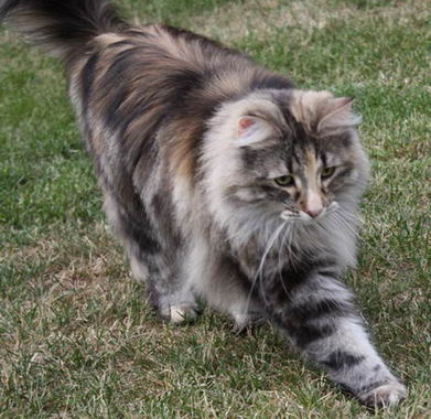 copyright: Karin Ortiz