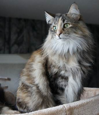 copyright: Karin Ortiz