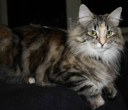 copyright: Karin Ortiz