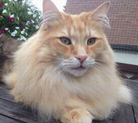 copyright: Familie Nonn