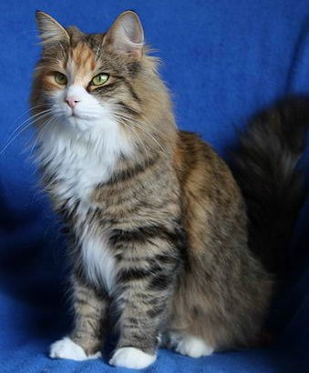 copyright: Karin Ortiz