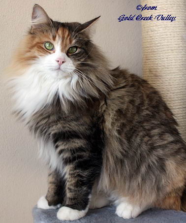 copyright: Karin Ortiz