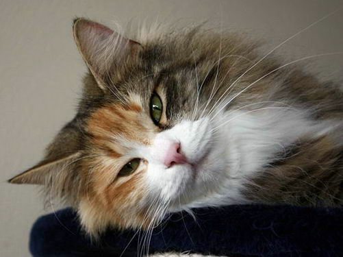 copyright: Karin Ortiz