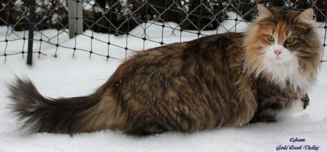 copyright: Karin Ortiz