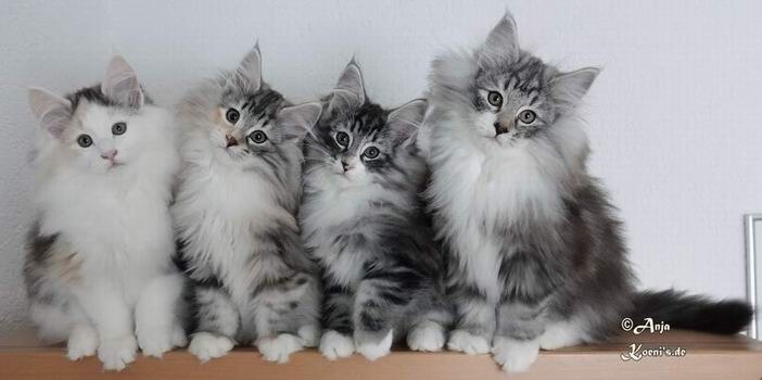 Paula, Pina, Paul & Pablo - 12 Wochen alt