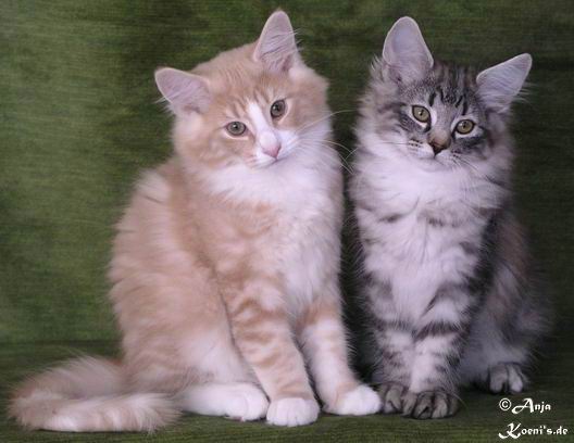 Quincy & Quentin - 12 weeks old