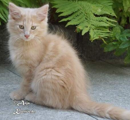 Querido - 11,5 Wochen alt