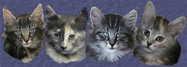 Sharky, Shari, Shandor & Shania - 71 days old