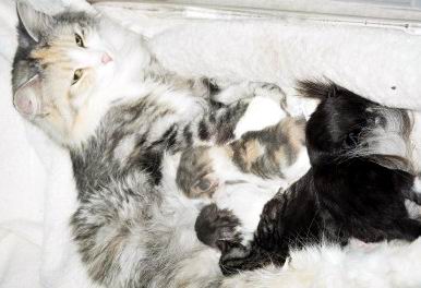 copyright: Mary Leventon