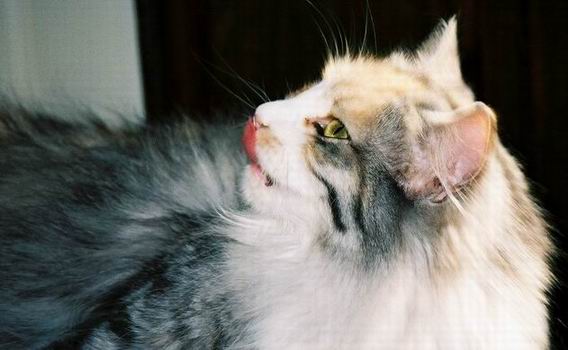 copyright: Mary Leventon