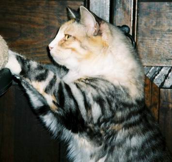 copyright: Mary Leventon