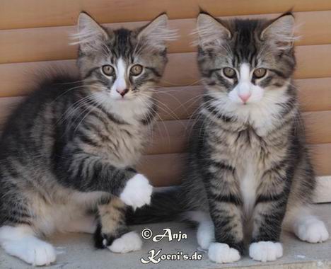 Uncle Sam & Union Jack - 11,5 weeks old