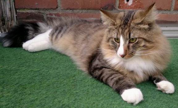 copyright: Nicole & Micha