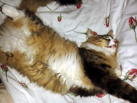 copyright: Nicole & Micha