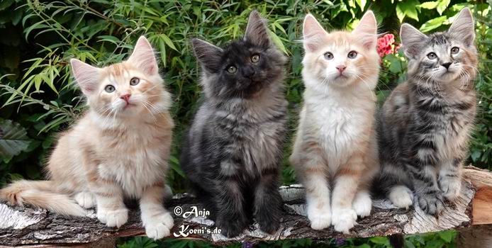 Uncle Jack, Uranus, Uncle Jim & Undine - 12 weeks old