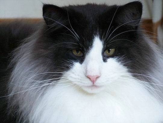 copyright: Jean Voges