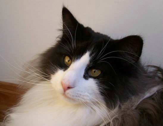 copyright: Jean Voges