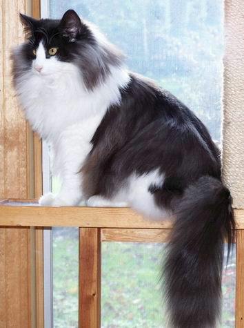 copyright: Jean Voges