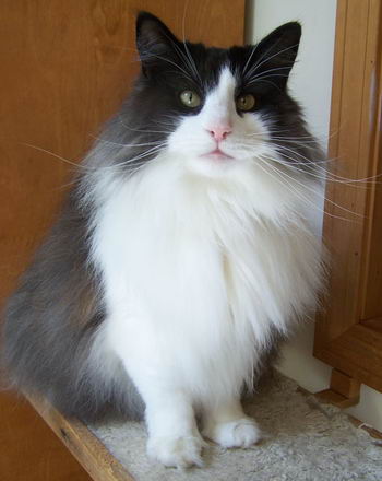 copyright: Jean Voges