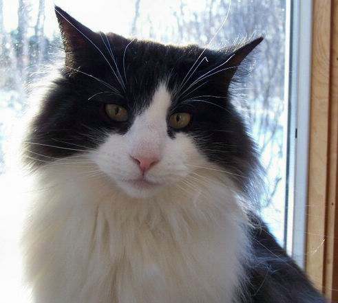 copyright: Jean Voges