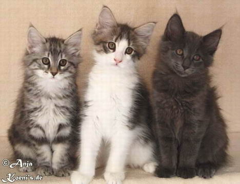 Valerie, Valentin & Vitali