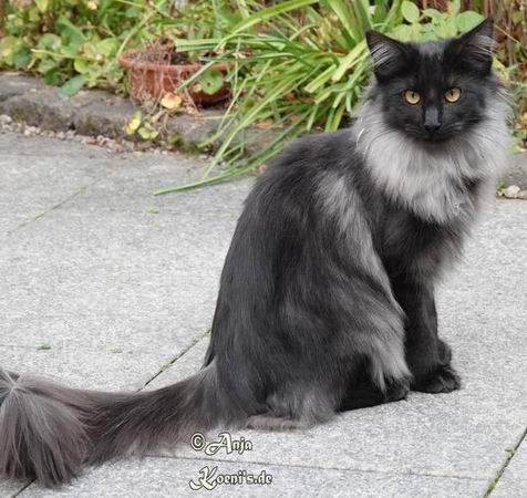 Viani - 7 months old