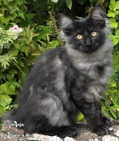 Viani - 4 Monate alt