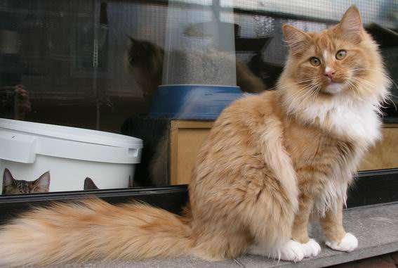 copyright: Eva Felder