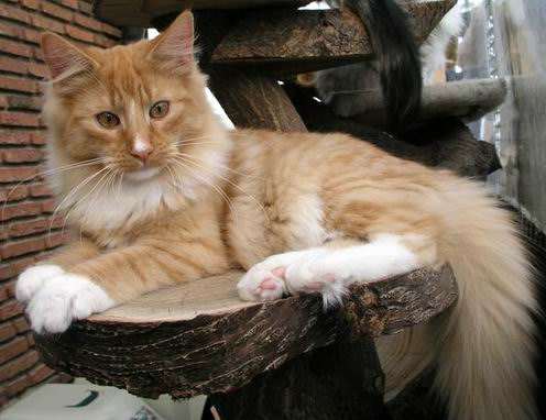 copyright: Eva Felder