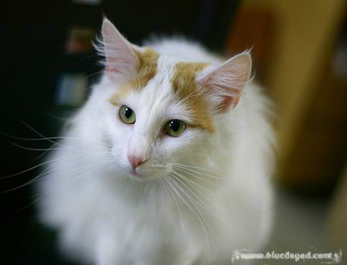 copyright: One Sun Jang