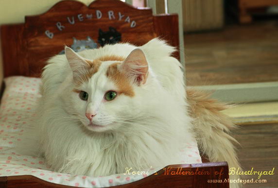 copyright: One Sun Jang