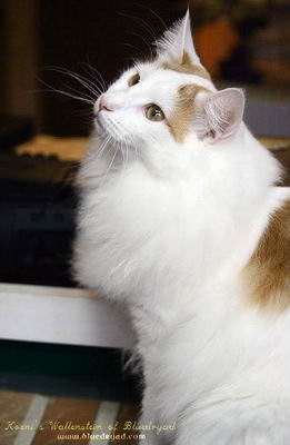 copyright: One Sun Jang