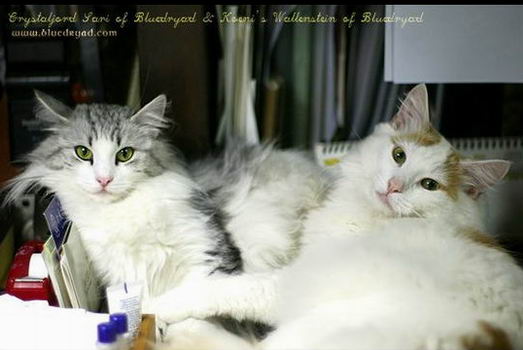 copyright: One Sun Jang