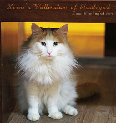 copyright: One Sun Jang