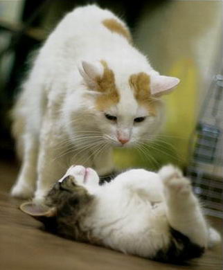 copyright: One Sun Jang