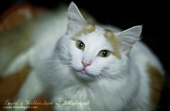 copyright: One Sun Jang