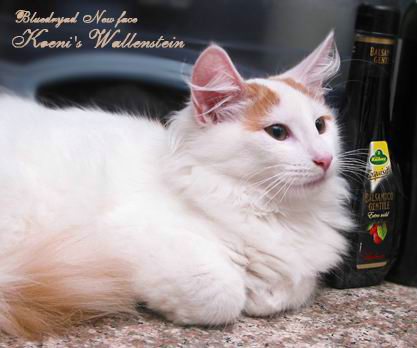 copyright: One Sun Jang