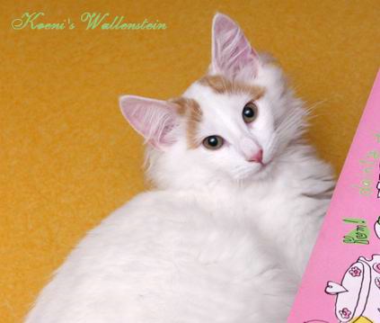 copyright: One Sun Jang