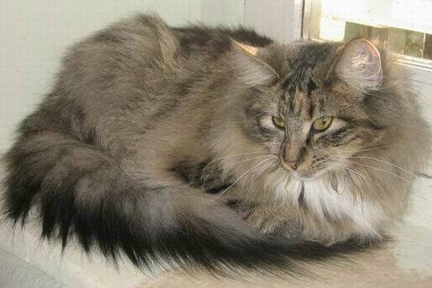 copyright: Monica Rondelli